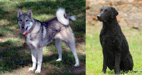 West Siberian Laika vs Curly Coated Retriever - Breed Comparison