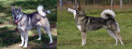 West Siberian Laika vs East Siberian Laika - Breed Comparison