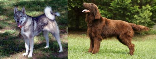 West Siberian Laika vs Flat-Coated Retriever - Breed Comparison