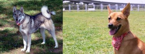 West Siberian Laika vs Formosan Mountain Dog - Breed Comparison