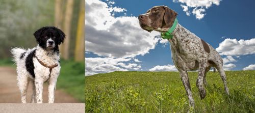Wetterhoun vs Braque Francais (Pyrenean Type) - Breed Comparison