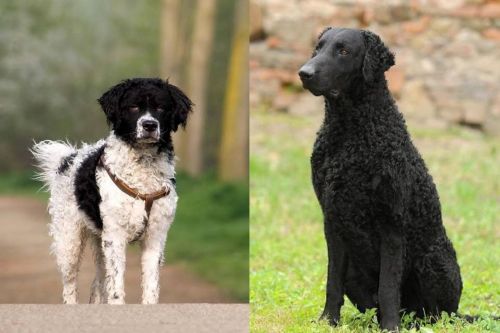 Wetterhoun vs Curly Coated Retriever - Breed Comparison