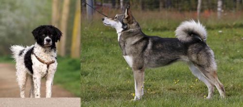 Wetterhoun vs East Siberian Laika - Breed Comparison