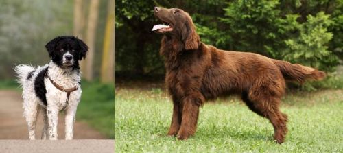 Wetterhoun vs Flat-Coated Retriever - Breed Comparison