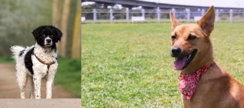 Wetterhoun vs Formosan Mountain Dog - Breed Comparison