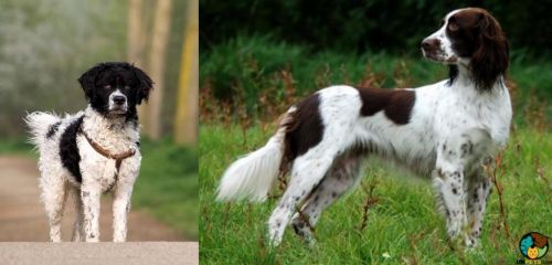 Wetterhoun vs French Spaniel - Breed Comparison