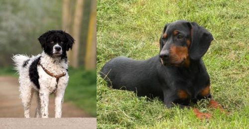 Wetterhoun vs Slovakian Hound - Breed Comparison