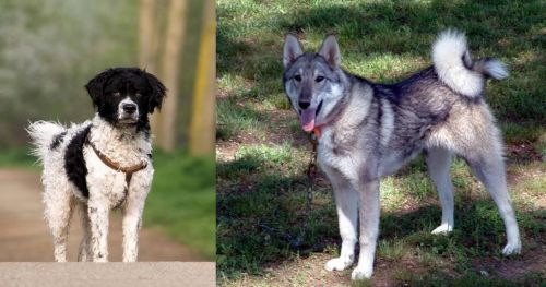 Wetterhoun vs West Siberian Laika - Breed Comparison