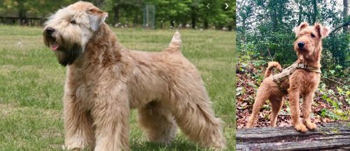 Wheaten Terrier vs Irish Terrier - Breed Comparison