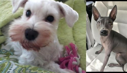 White Schnauzer vs American Hairless Terrier - Breed Comparison