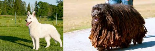 White Shepherd vs Bergamasco - Breed Comparison