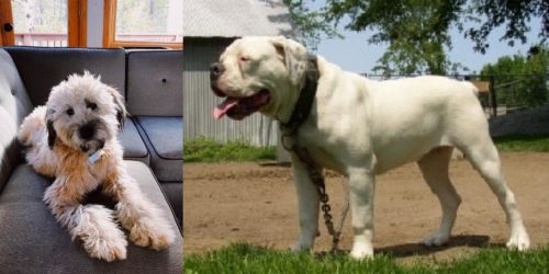 Whoodles vs Hermes Bulldogge - Breed Comparison