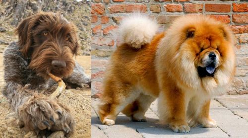 Wirehaired Pointing Griffon vs Chow Chow - Breed Comparison
