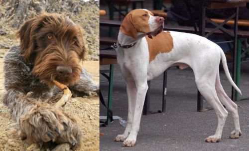 Wirehaired Pointing Griffon vs English Pointer - Breed Comparison