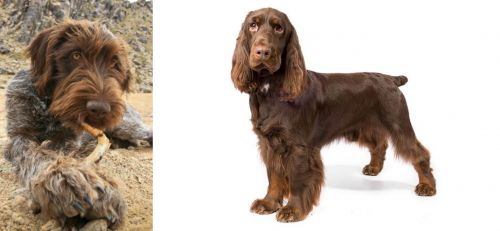 Wirehaired Pointing Griffon vs Field Spaniel - Breed Comparison