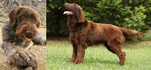 Wirehaired Pointing Griffon vs Flat-Coated Retriever - Breed Comparison