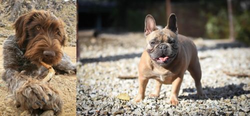 Wirehaired Pointing Griffon vs French Bulldog - Breed Comparison