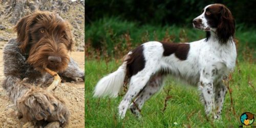 Wirehaired Pointing Griffon vs French Spaniel - Breed Comparison