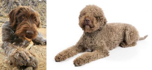 Wirehaired Pointing Griffon vs Lagotto Romagnolo - Breed Comparison