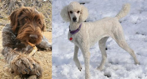 Wirehaired Pointing Griffon vs Poodle - Breed Comparison