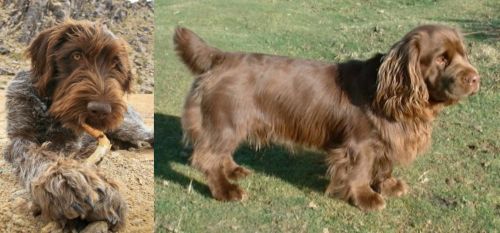 Wirehaired Pointing Griffon vs Sussex Spaniel - Breed Comparison