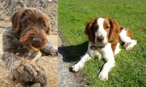 Wirehaired Pointing Griffon vs Welsh Springer Spaniel - Breed Comparison