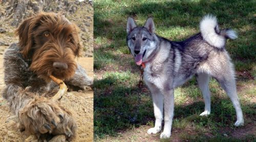 Wirehaired Pointing Griffon vs West Siberian Laika - Breed Comparison