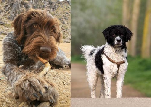 Wirehaired Pointing Griffon vs Wetterhoun - Breed Comparison