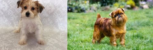 Yochon vs Brussels Griffon - Breed Comparison