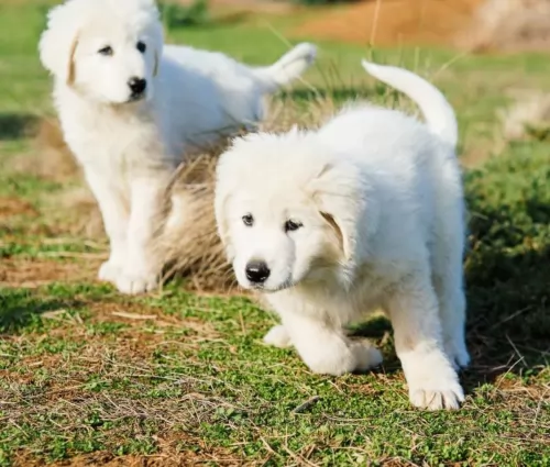 abruzzenhund puppies - health problems