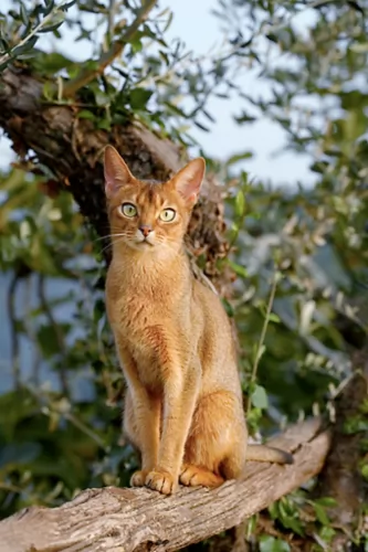 abyssinian cat - characteristics