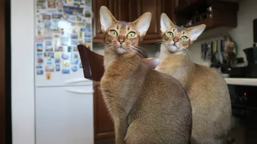 abyssinian cats - caring