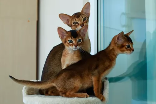 abyssinian kittens - health problems
