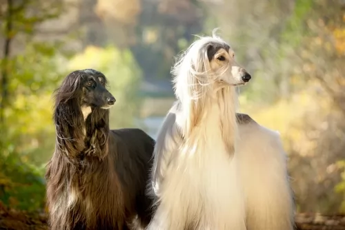 afghan hound dogs - caring