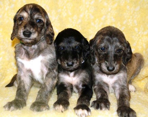 afghan hound puppies