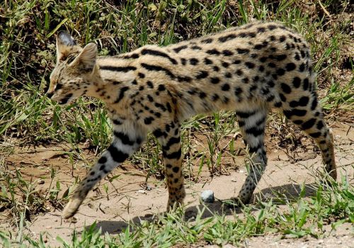 african serval