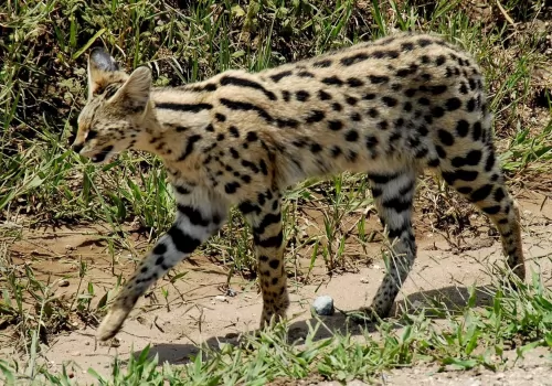african serval - history