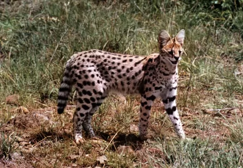 african serval cat - characteristics