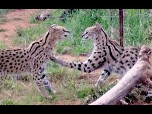 african serval cats