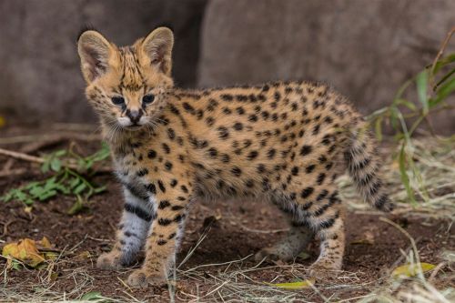 african serval kitten