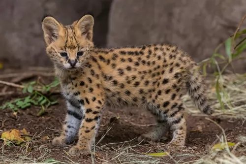 african serval kitten - description