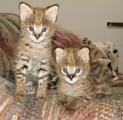 african serval kittens - health problems