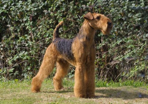 airedale terrier dog