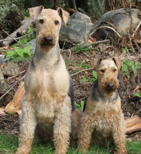 airedale terrier dogs - caring