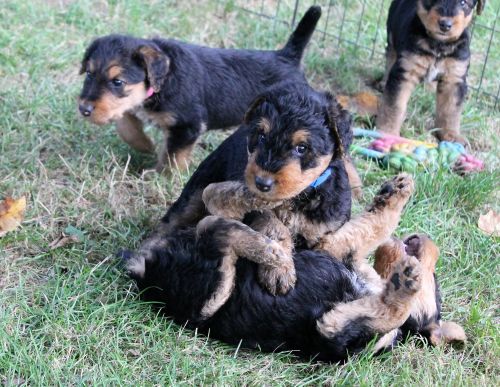 airedale terrier puppies