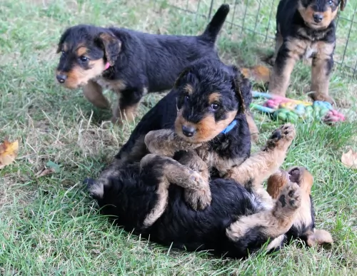 airedale terrier puppies - health problems
