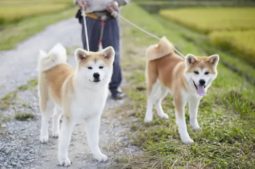 akita dogs - caring