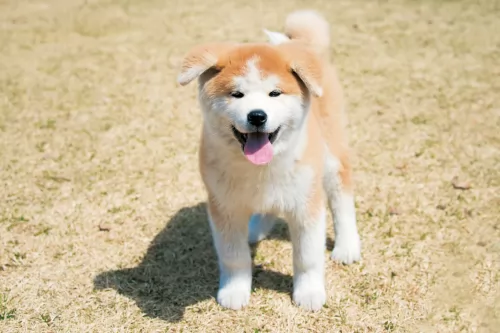 akita puppy - description