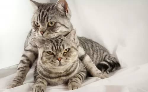 american bobtail cats - caring
