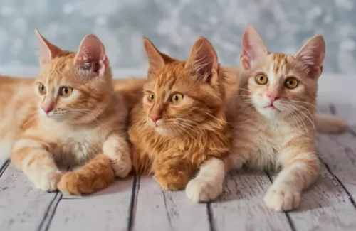 american bobtail kittens - health problems